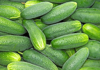 Background of fresh cucumber