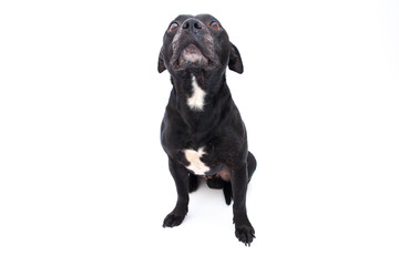 staffordshire bull terrier studio shot, white background 