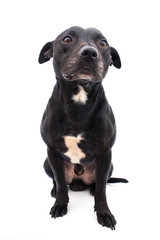 staffordshire bull terrier studio shot, white background 