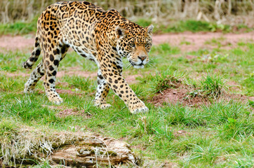 Jaguar Stalking Prey
