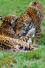 Fototapeta premium Jaguars Playing