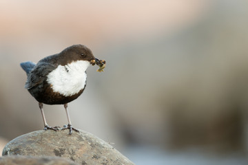 Eurasische Wasseramsel, White-throated Dipper, Cinclus cinclus