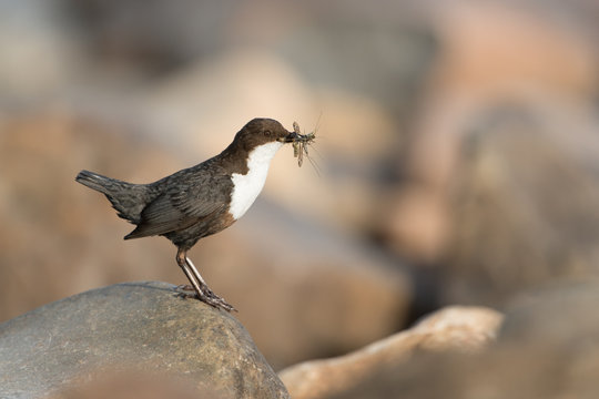 Eurasische Wasseramsel, White-throated Dipper, Cinclus cinclus