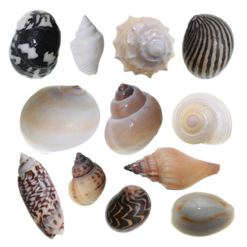 Set of different sea shells isolated on white