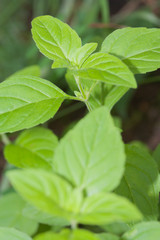 Wild mint plant.