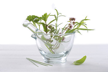 Plantes aromatiques & Médicinales