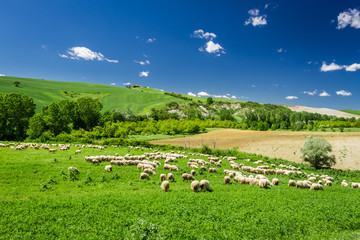 Sheep in Tuscany meadow, Italy