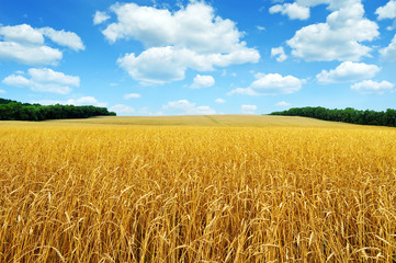 Wheatfield