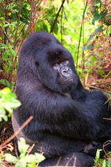 Agashya the Silverback