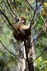 Singe