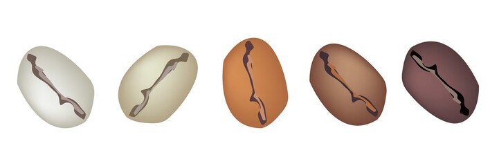 Different Colors of Coffee Beans in A Row