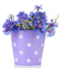 Bouquet of cornflowers in pail, isolated on white