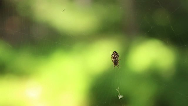 Araign&eacute;e t&ecirc;te de mort au repos