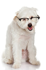 portrait of a dog in glasses.  Funny white dog in glasses