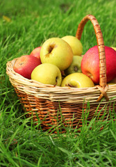 basket of fresh ripe apples in garden on green grass