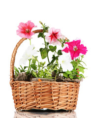 Petunias in pots in the basket isolated on white