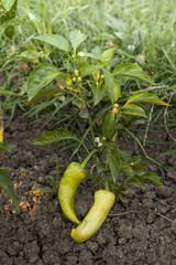 Close-up of Organic Pepper plant