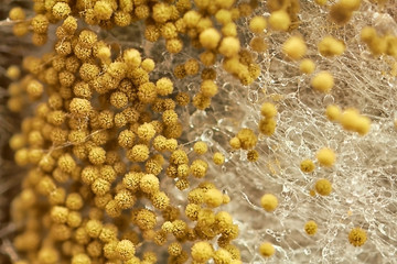 macro shot of fuzzy mold