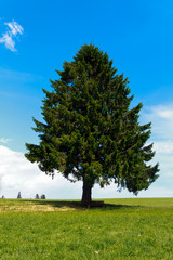 Einsamer Baum, Tannenbaum