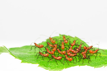 Red assassin bug nymphs  in defensive cluster