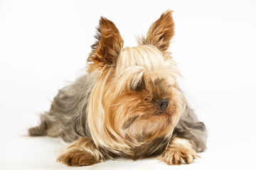 Little York on a white background