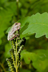 Gray Treefrog Metamorph