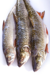 Fresh fish, ready for the kitchen