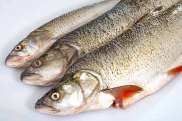 Obraz premium Fresh fish, ready for the kitchen