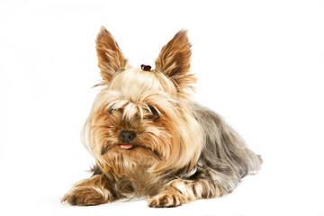 Little York on a white background