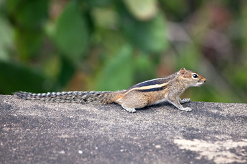 Three‑Striped Palm Squirrel