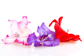 multicolored flowers gladiolus