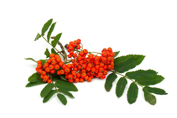 ripe rowan isolated on white