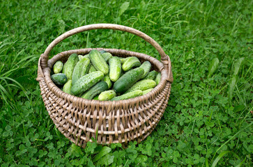 fresh cucumbers in a basket