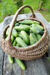 fresh cucumbers in a basket