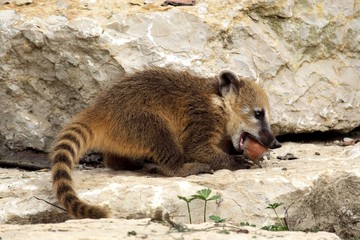 bébé coati