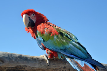 Ara © Bertrand photos