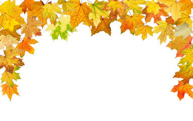 Maple autumn leaves falling border, on white background.