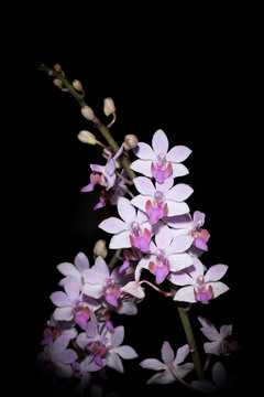 Hybrid orchid  for background use