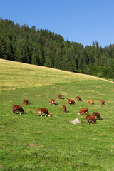  Cows wearing bells are grazing in a beautiful green meadow in t