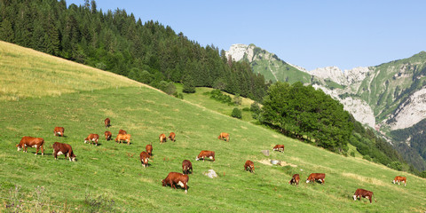 Fototapeta na wymiar Cows wearing bells are grazing in a beautiful green meadow in t