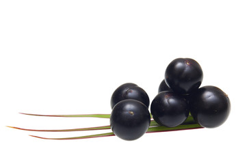 Amazon acai fruit with palm leaves isolated on white background.