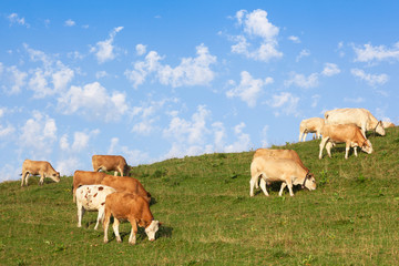 Naklejka na ściany i meble Cows wearing bells are grazing in a beautiful green meadow in t