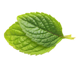 Green mint leaves isolated on white background.