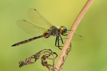 Somatochlora flavomaculata