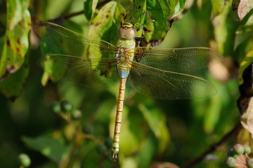 Anax ephippiger