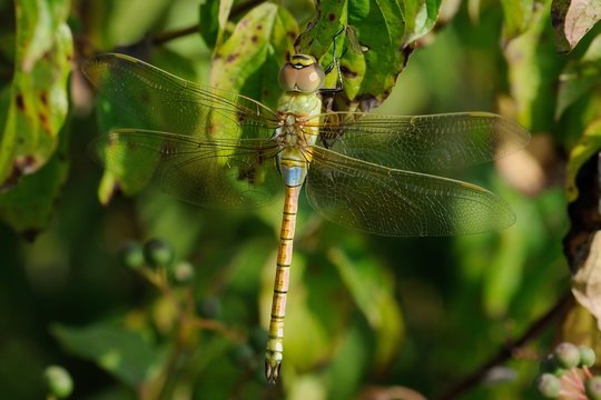 Anax ephippiger