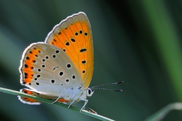 Lycaena dispar