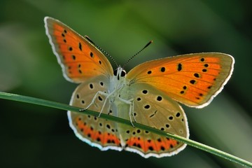 Lycaena dispar