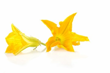 Fototapeta premium Fleur de courgette
