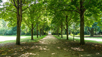 Fototapeta premium alley in tiergarten berlin